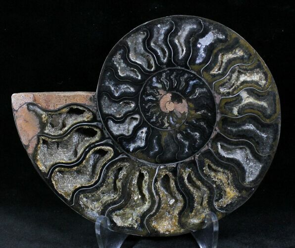 Black Ammonite (Half) - Rare Coloration #23912